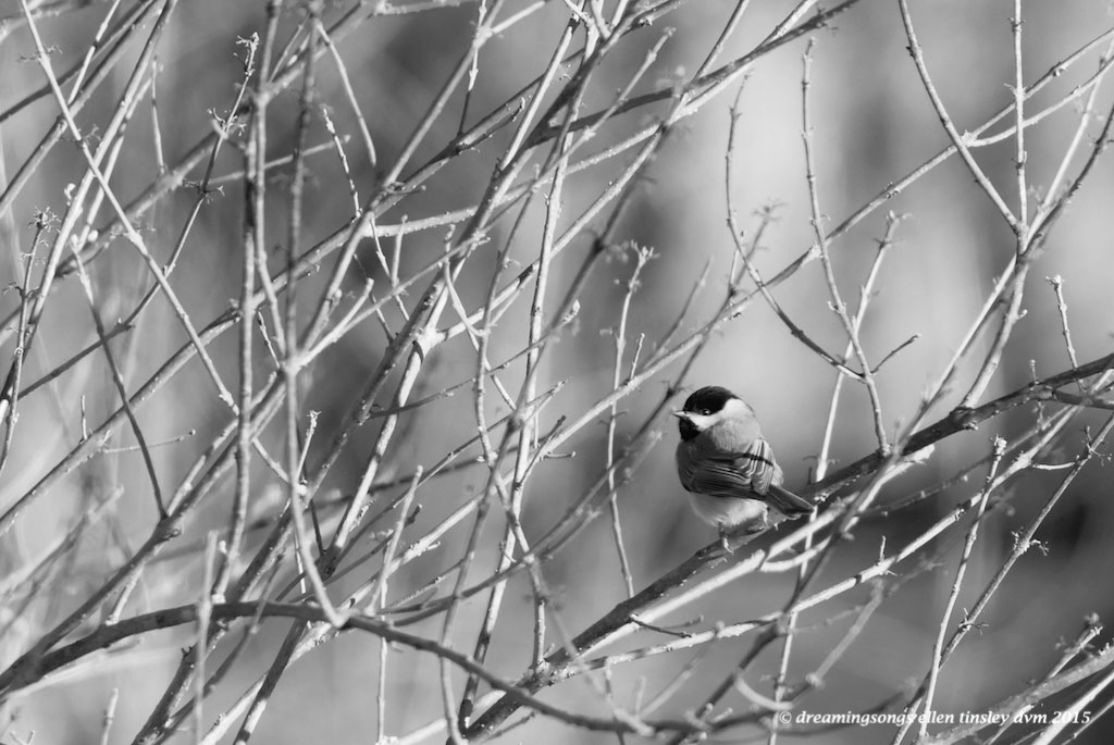 WALK0362 chickadee b and w 2015