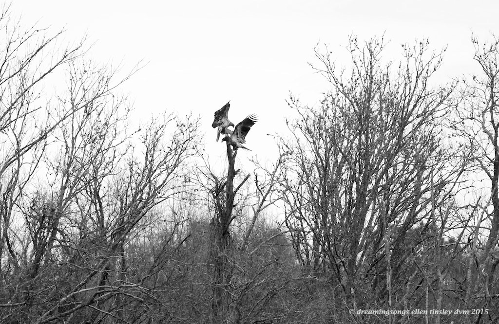 WALK0744 2 eaglets on a tree b and w 2015
