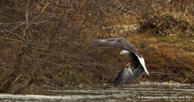 WALK0859 adult eagle bowing away w fish 2015