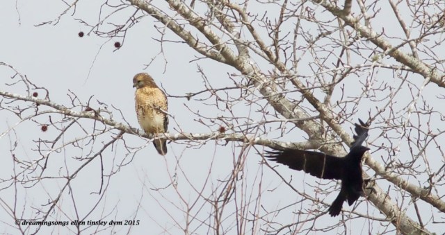 WALK1219 red-shoulder and crow 2015
