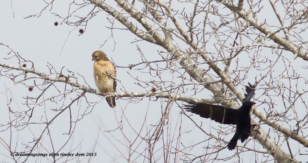WALK1219 red-shoulder and crow 2015