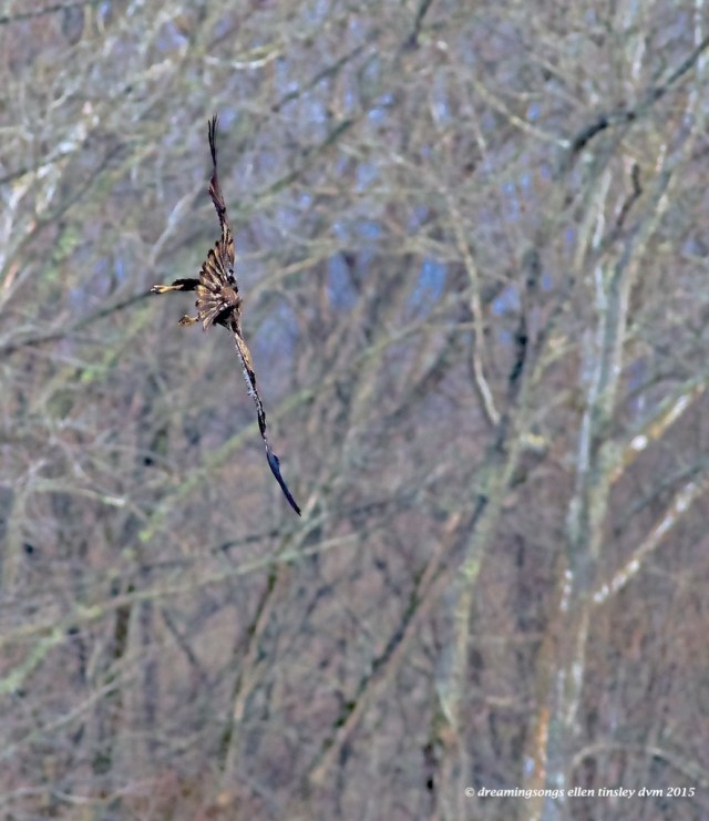 WALK1773 juvie eagle tilt 2015