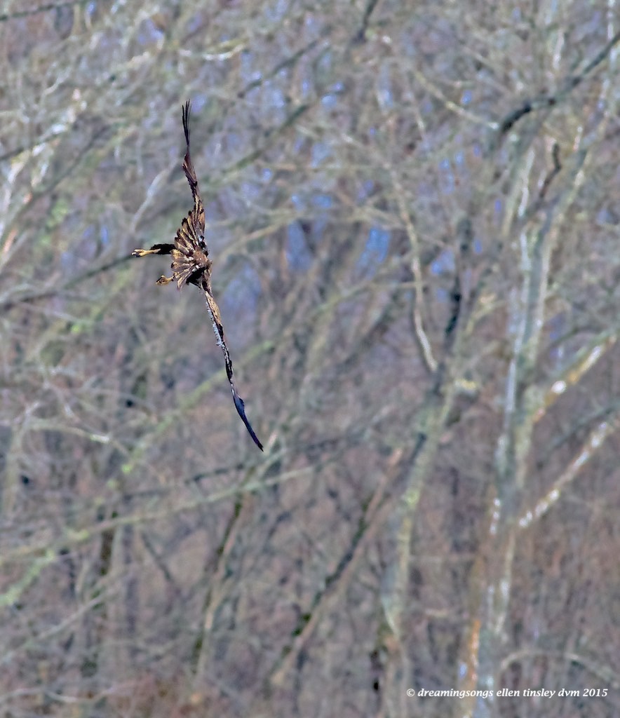 WALK1773 juvie eagle tilt 2015