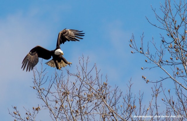 WALK1796 adult eagle landing small limb 2015