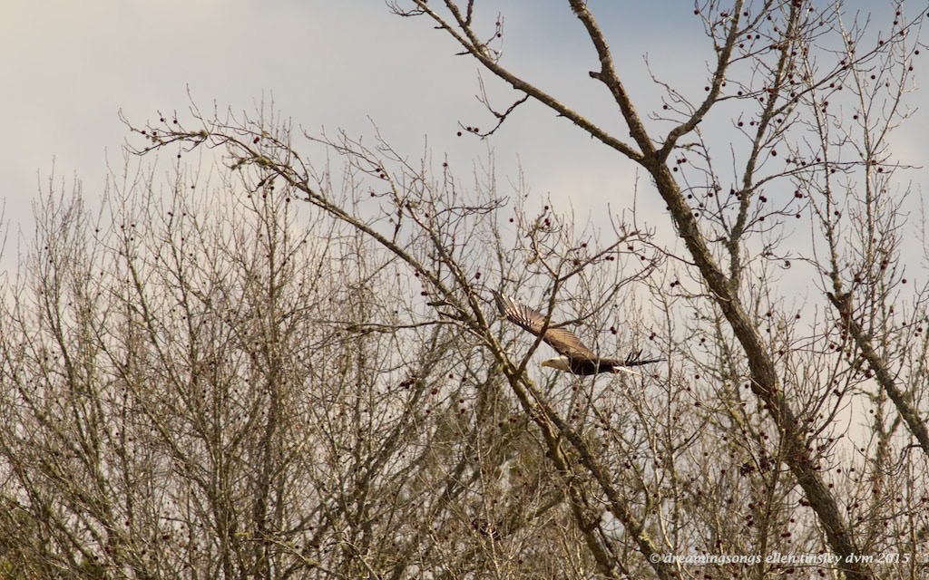 WALK1811 - Version 2 eagle flying thru sycamore 2015
