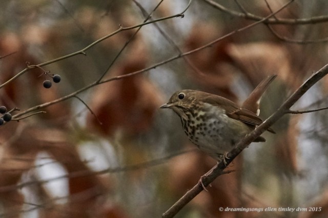 WALK6890 - 2015-02-01 at 10-17-11