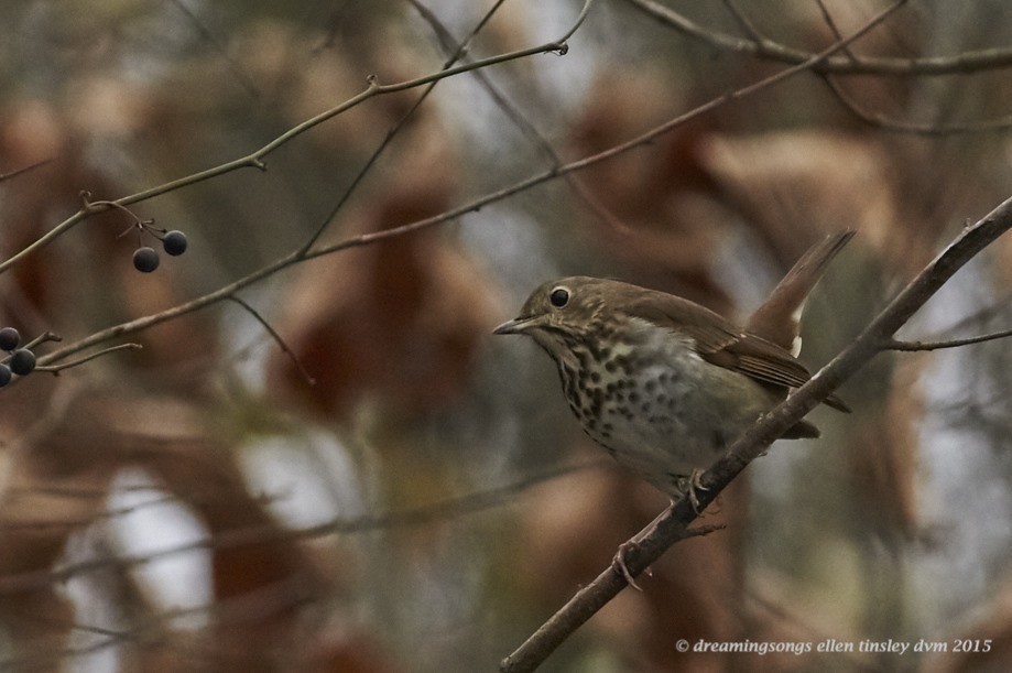 WALK6890 - 2015-02-01 at 10-17-11