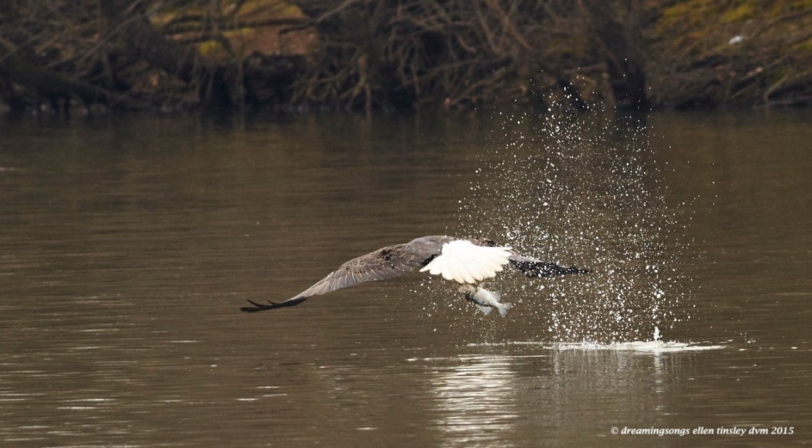 WALK6944 - 2015-02-01 at 10-26-32 1