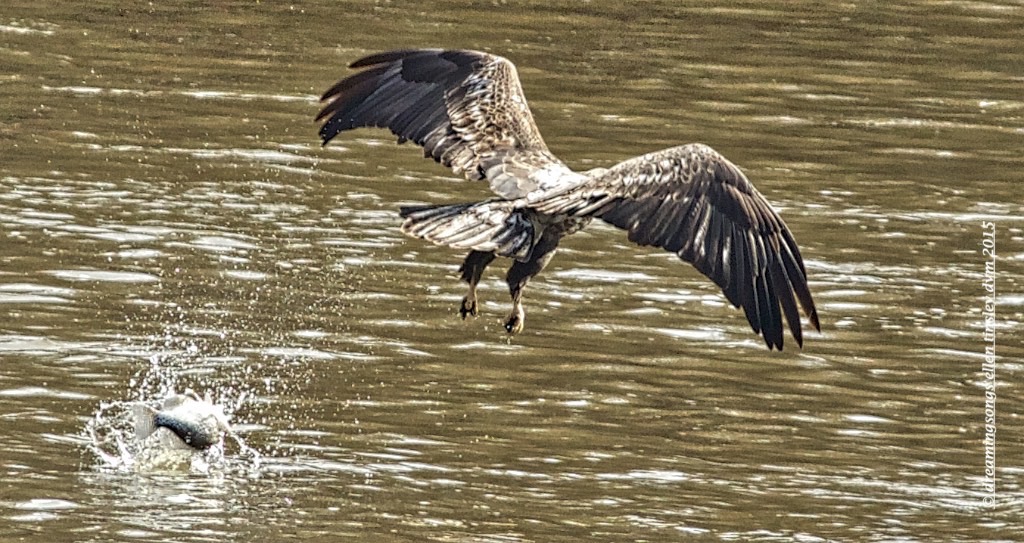 WALK7207 3 yo kicked fish 2015