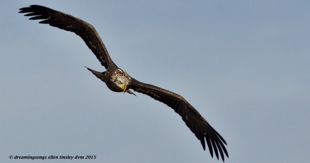 WALK7237 Sunday 3 year old 2015