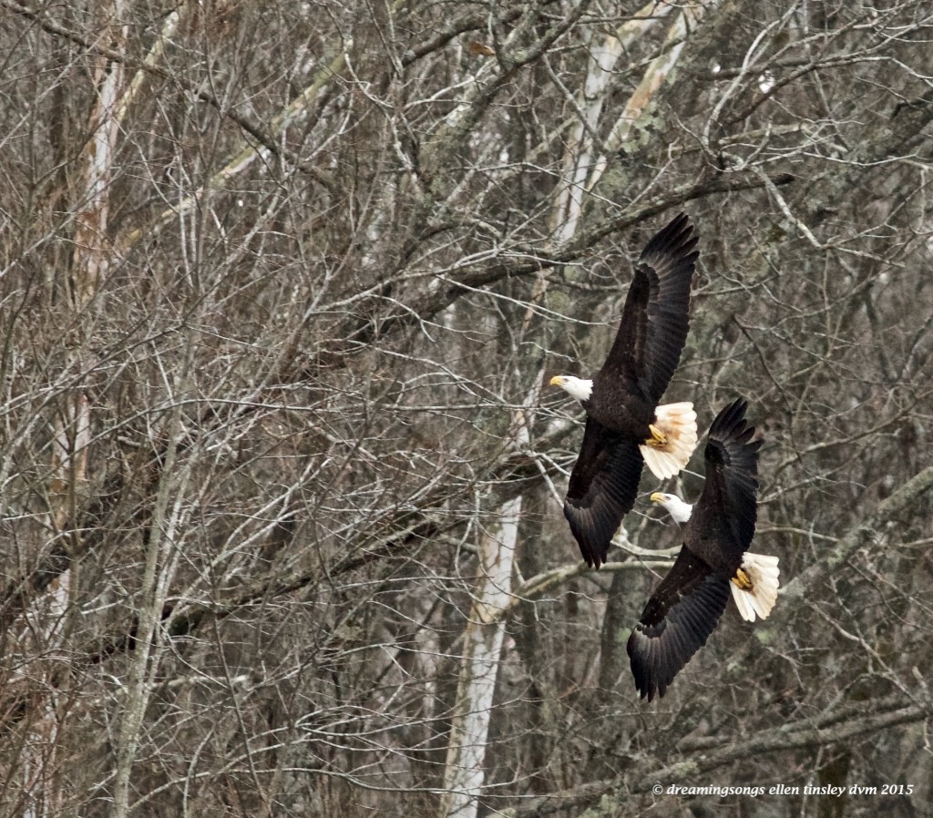 WALK7499 new pair 2015