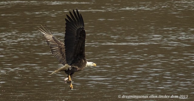 WALK7681 one foot carry eagle 2015