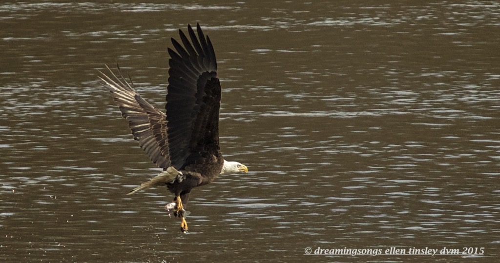 WALK7681 one foot carry eagle 2015