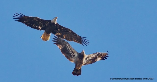 WALK8260 2 yo 4 yo eagles 2015