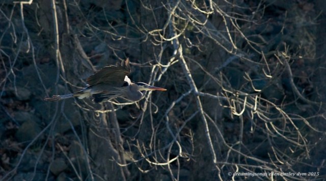 WALK9762 ghost GBH winter 2015