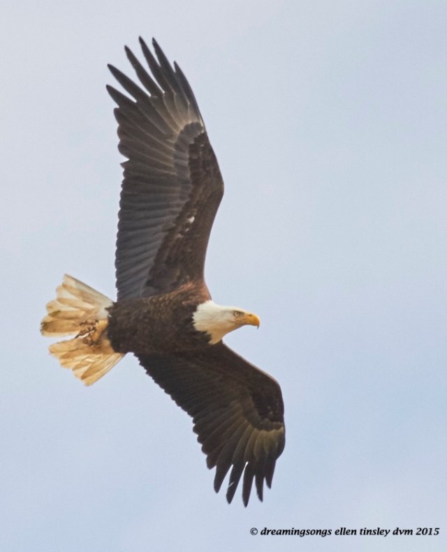 IMG_3641 Mar 16 2015  13-22-18 Haw River adult eagle Haw River 7D