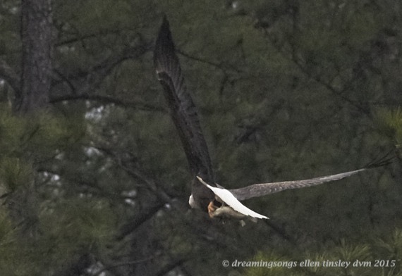 IMG_4105 Mar 19 2015  08-18-44 Haw River Petruchio bringing catfsh