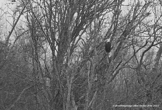 WALK0090 Mar 20 2015  23-18-43 Haw River eagle postcard