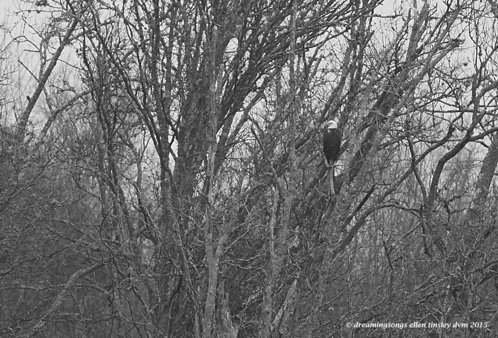 WALK0090 Mar 20 2015  23-18-43 Haw River eagle postcard