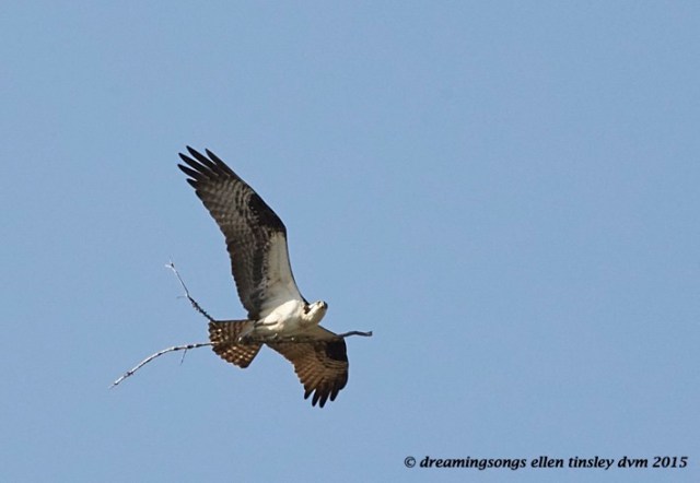 WALK0764 Mar 23 2015  05-21-30 Haw River Ace with Stick