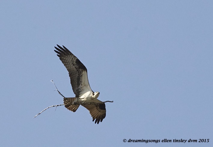 WALK0764 Mar 23 2015  05-21-30 Haw River Ace with Stick