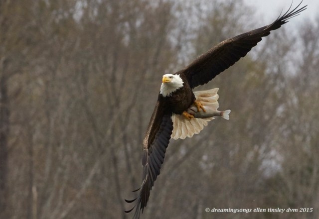 WALK1560 Mar 26 2015  02-01-31 Haw River Kate in all her glory