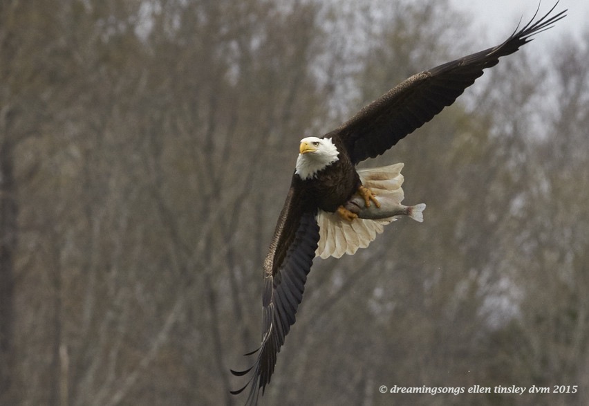WALK1560 Mar 26 2015  02-01-31 Haw River Kate in all her glory