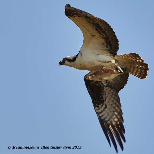 WALK2243 Mar 28 2015  02-46-08 Haw River Osprey fish carry 1