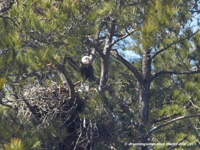 WALK3194 - 2015-03-02 at 12-21-44 1