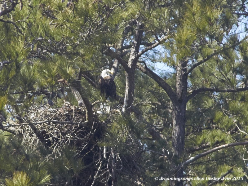 WALK3194 - 2015-03-02 at 12-21-44 1