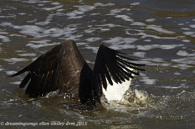 WALK3540 Mar 29 2015  16-50-51 Osprey fish eye to eye