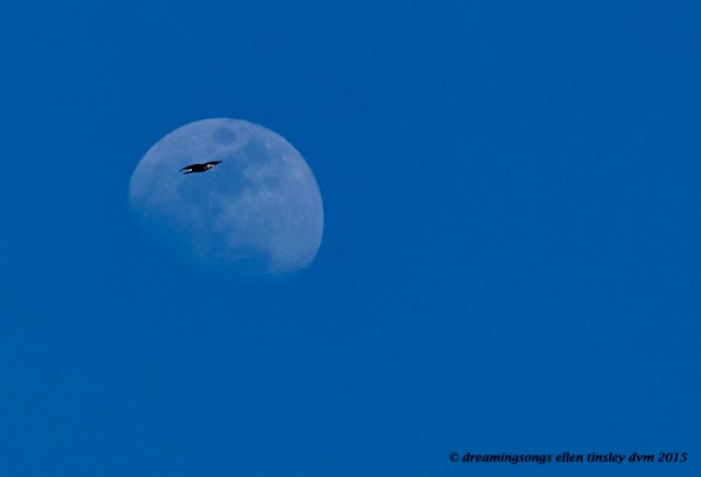 WALK4103 Mar 30 2015  16-53-39 Haw River Eagle rising moon 2