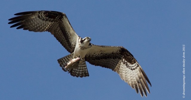WALK5074 osprey return female 2015