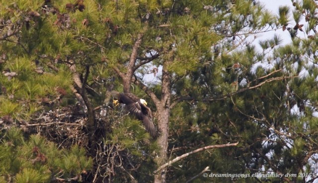 WALK6927 - 2015-03-11 Kate leaving nest