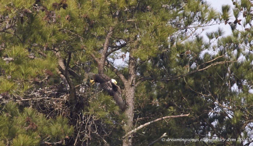 WALK6927 - 2015-03-11 Kate leaving nest