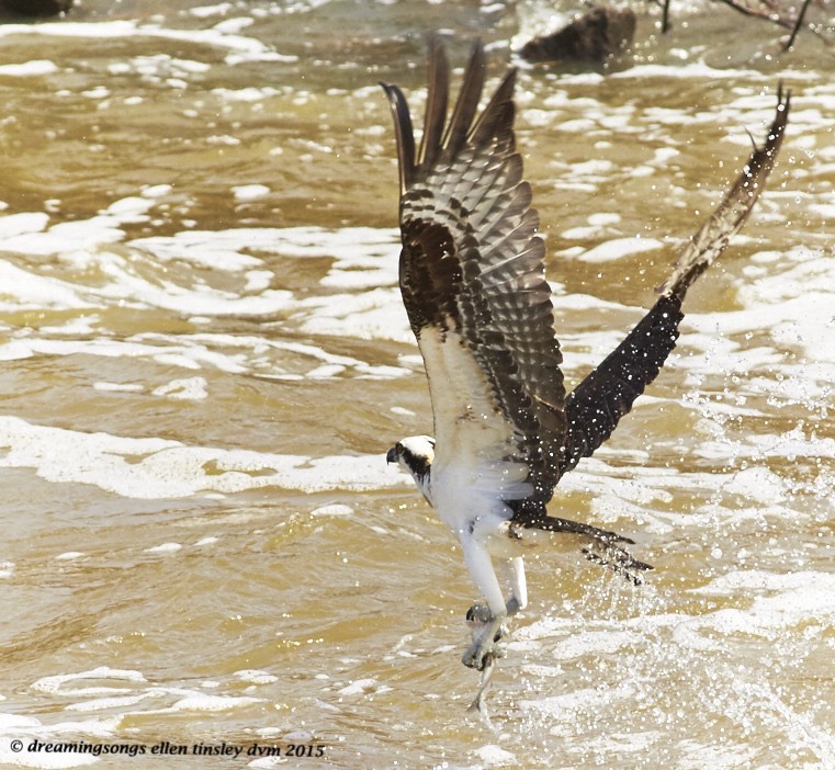 WALK7246  03-12-2015 in the Vertical