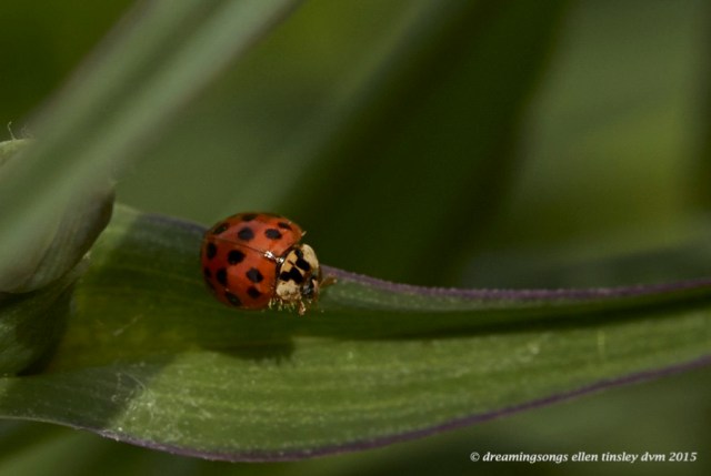 WALK0282 Apr 20 2015  12-14-39  RaulstonAsian lady beetle