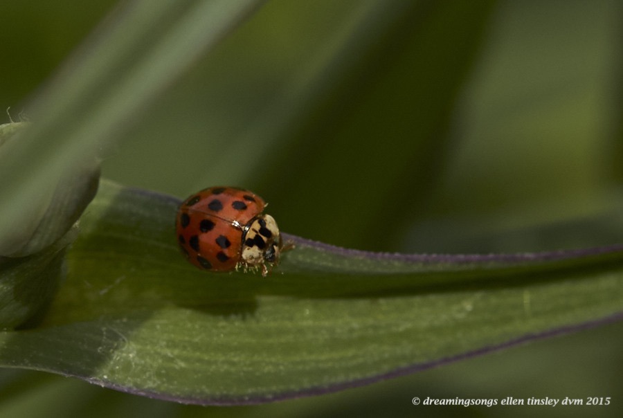WALK0282 Apr 20 2015  12-14-39  RaulstonAsian lady beetle