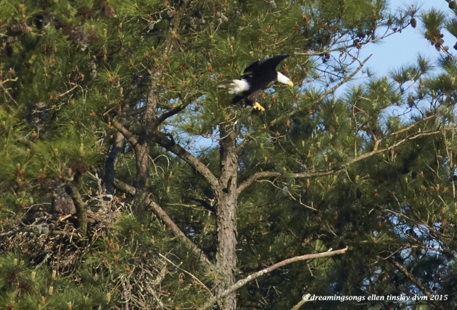 WALK1261 Apr 23 2015  08-34-26  New HopeKate anger