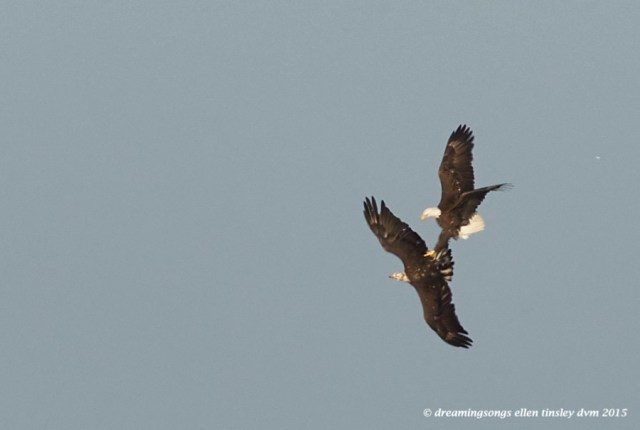 WALK2215 Apr 27 2015  07-24-29  Ebenezer New HopePR anger 3yo