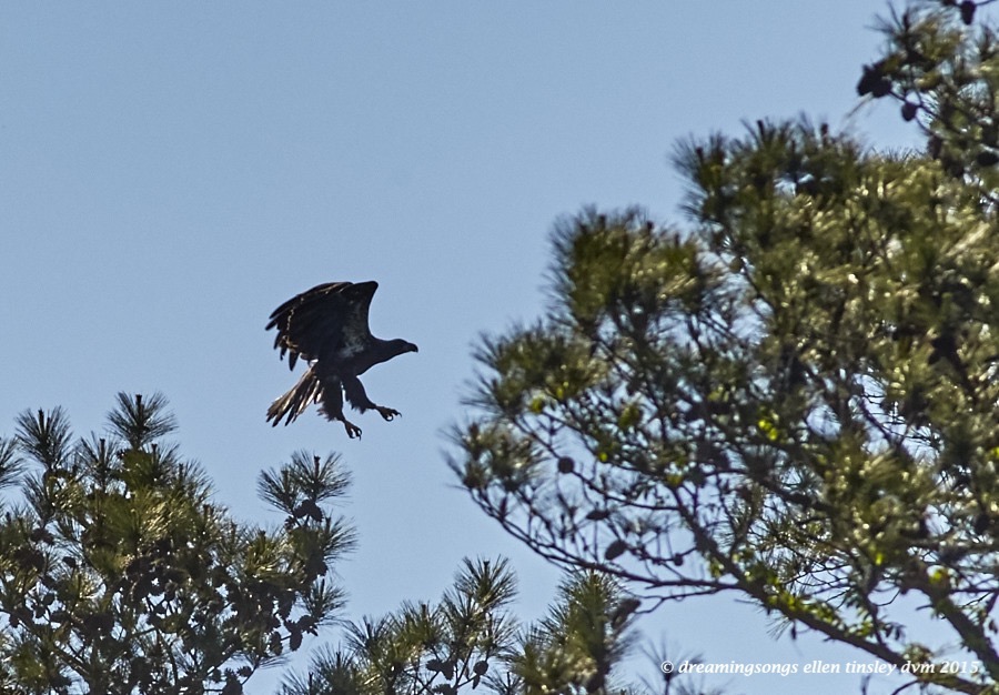 WALK3214 Apr 28 2015 16-59-40 New Hope afternoonWynd fledge