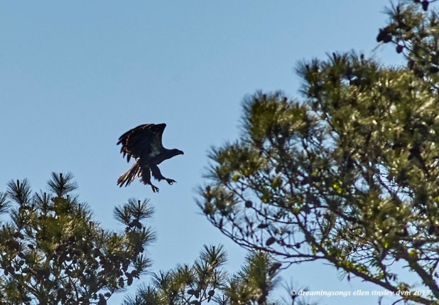 WALK3214 Apr 28 2015 16-59-40 New Hope afternoonWynd fledge