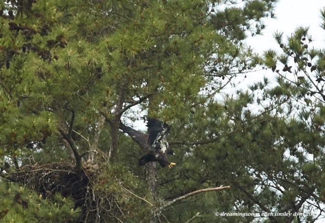 WALK3583 Apr 29 2015 11-40-35 New HopeIce fledge