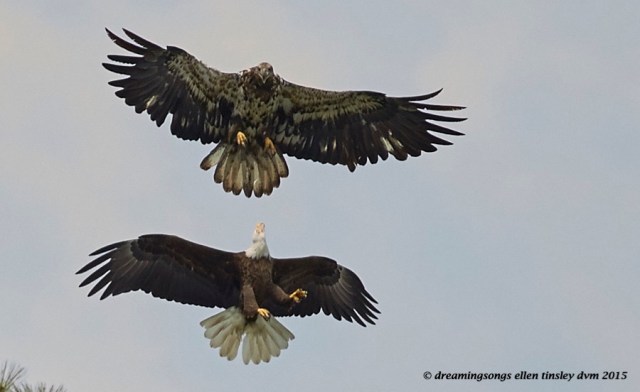 WALK3845 Apr 29 2015  12-55-41  New Hope Petruchio Brassy 1