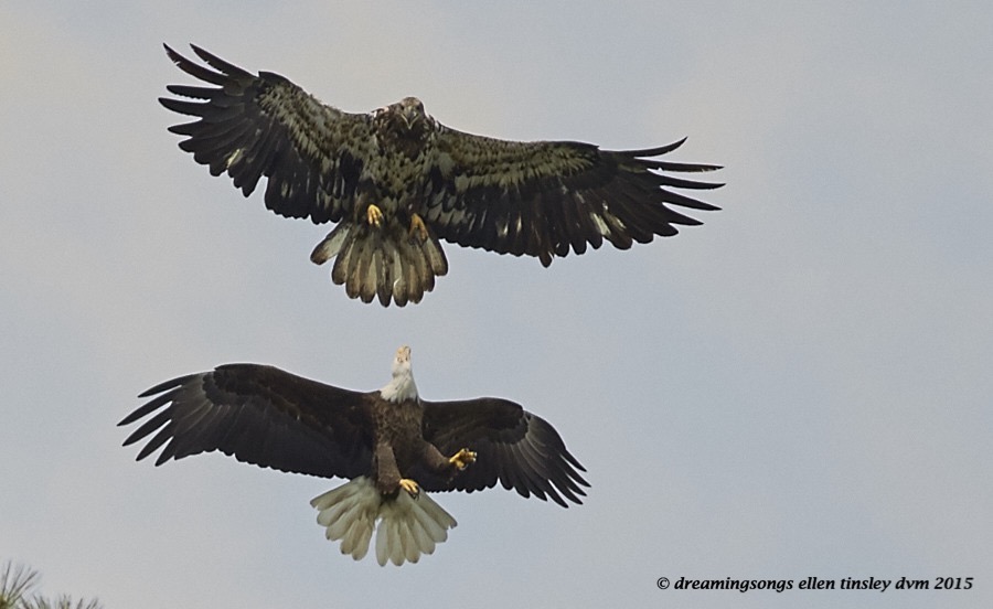 WALK3845 Apr 29 2015  12-55-41  New Hope Petruchio Brassy 1