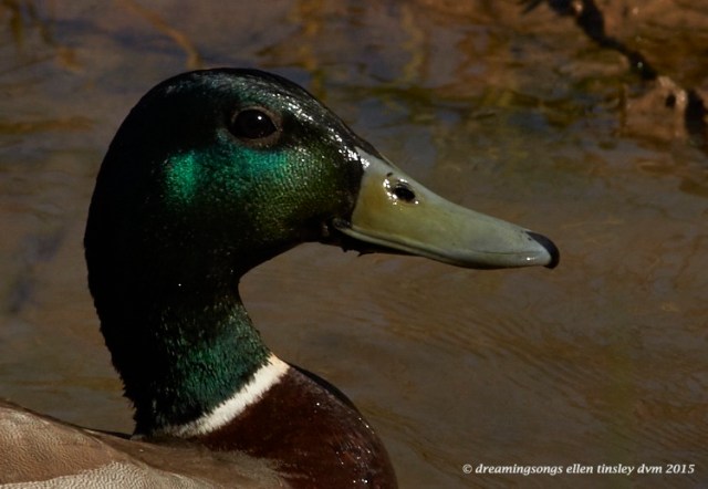 WALK4624 Mar 31 2015  10-45-13 Green LevelMallard drake head
