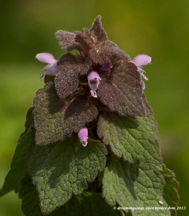 WALK5558 Apr 03 2015  11-52-31 Haw RiverPurple dead-nettle