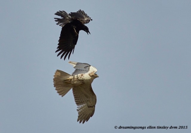 WALK5754 Apr 04 2015  12-03-10 Haw RiverRed-tailed hawk American crow