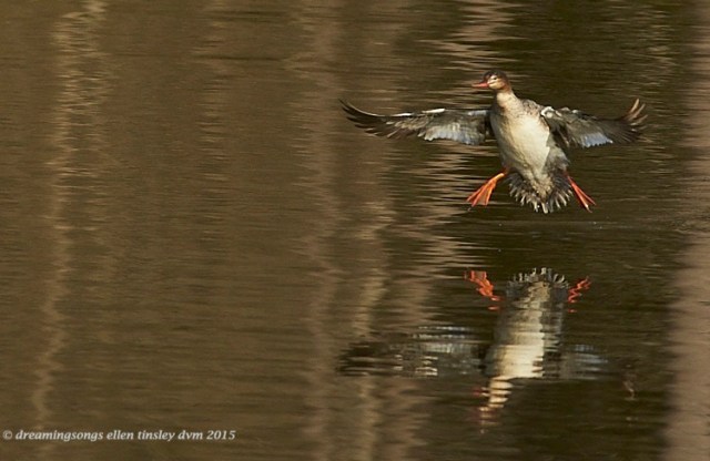 WALK6073 Apr 05 2015  08-48-20 Ebenezer New HopeRed-breasted meranser landing