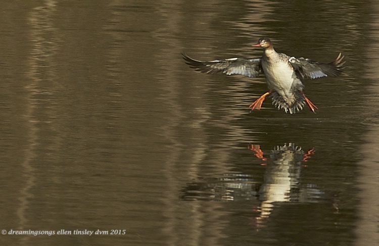 WALK6073 Apr 05 2015  08-48-20 Ebenezer New HopeRed-breasted meranser landing